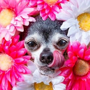 Meet your Posher, Sheryl